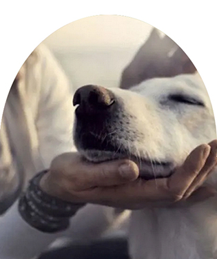 contact animal